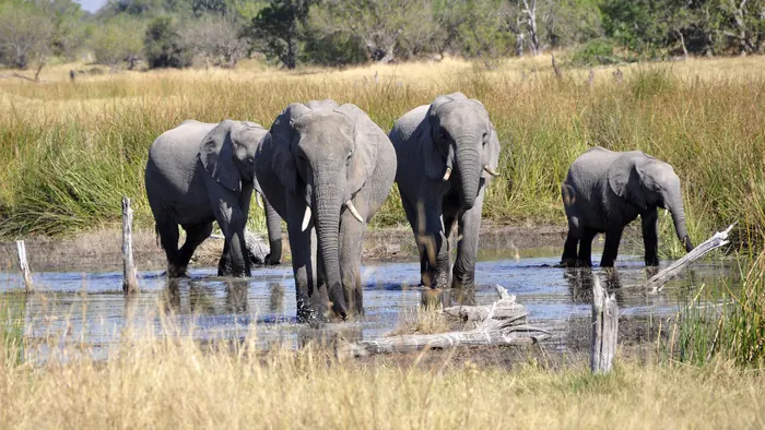 Elephants drinking in a river