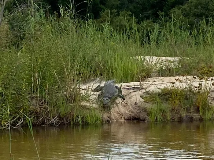 A crocodile sunning on a rock