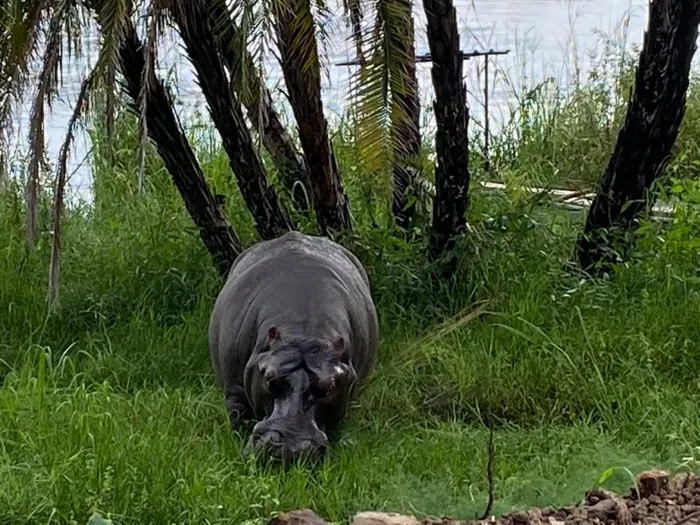 A hippo among the palms